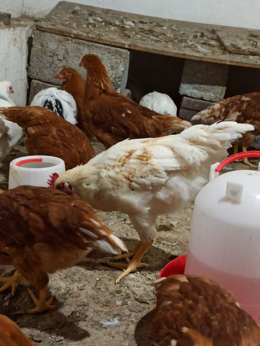 Продам молодых петухов