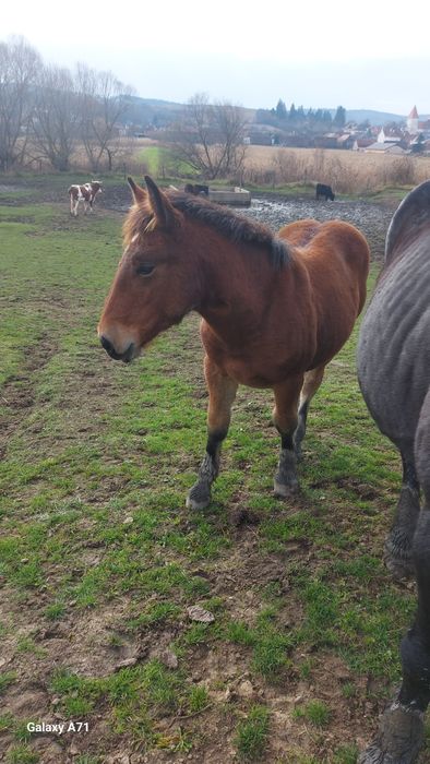 " Vând urgent 2 manzuții de 4 si 5 luni .mânzuta și mânz