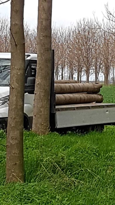 Vand busteni sau cherestea din paulownia