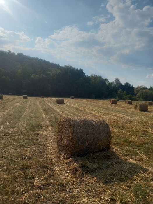 Baloti Paie Grau/Triticale