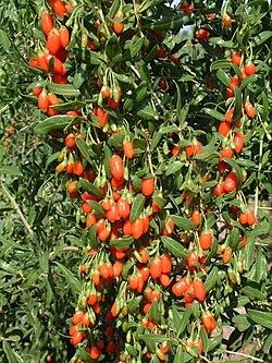 Arbust fructifer peren de goji