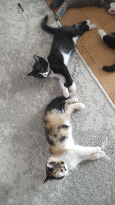 Отдам котят ! 2 месяца