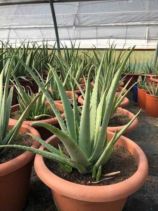 Vând plante de Aloe Vera