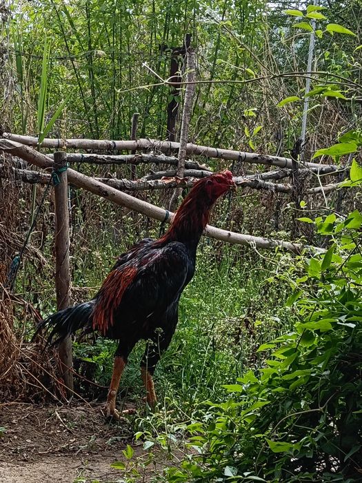 Продаю дакана микс