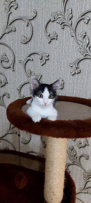 Отдам котёнка в добрые руки