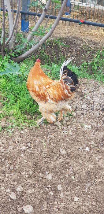 Красавцы петухи Брама — молодые и крепкие!