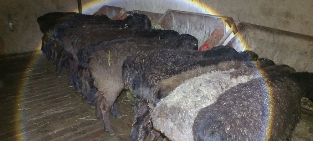 Қошқарлар 1жасар