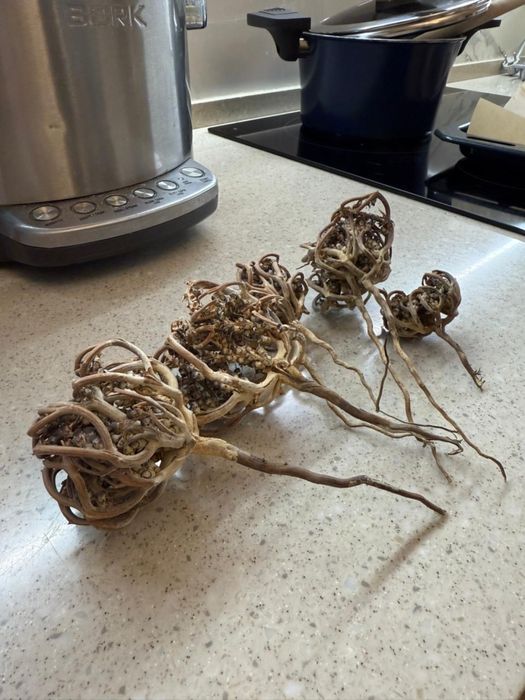 Продам растение Каф марьям