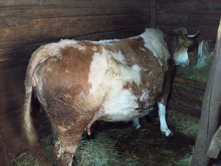 Vând vacă gestantă