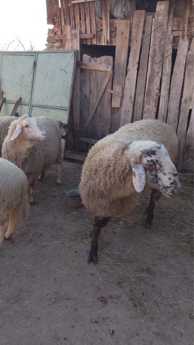 Berbec de vânzare – rasă Assaf