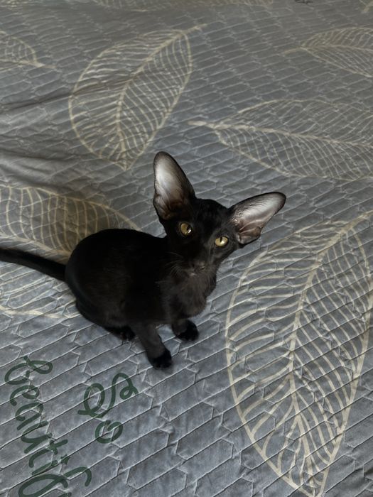 Ориентальные котята