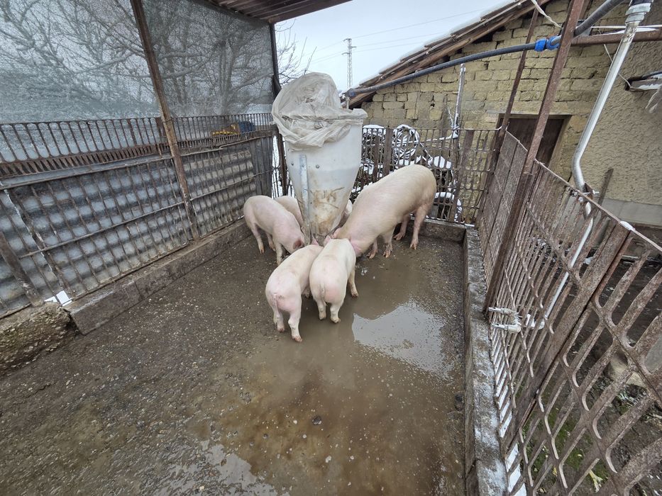 Малки прасенцааа