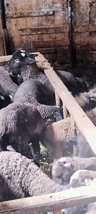 Miei de vânzare pentru Paște