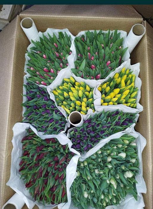 Продажа тюлпанов