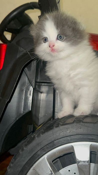 Британский скоттиш фолд