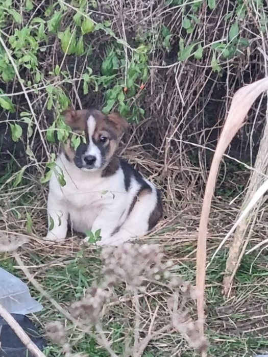 4 catelusi metis Fox Terrier pentru adoptie