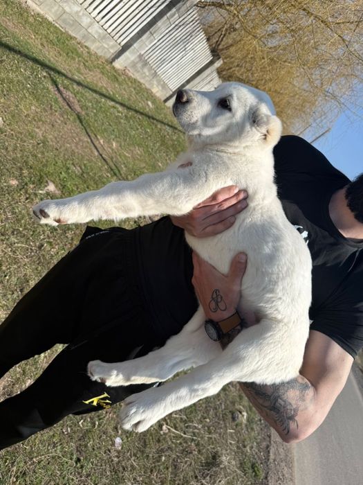 Продам щенка Алабая