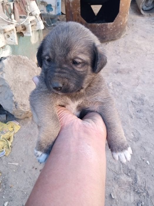 Kuchigimiz sotiladi zottor