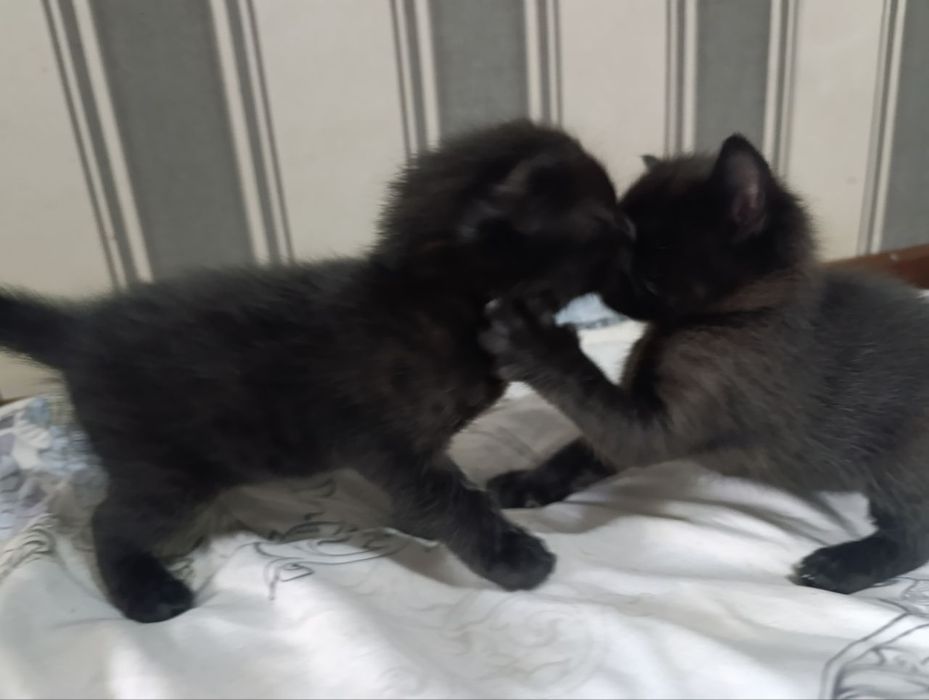 Отдаём кошку и котят в хорошие руки!