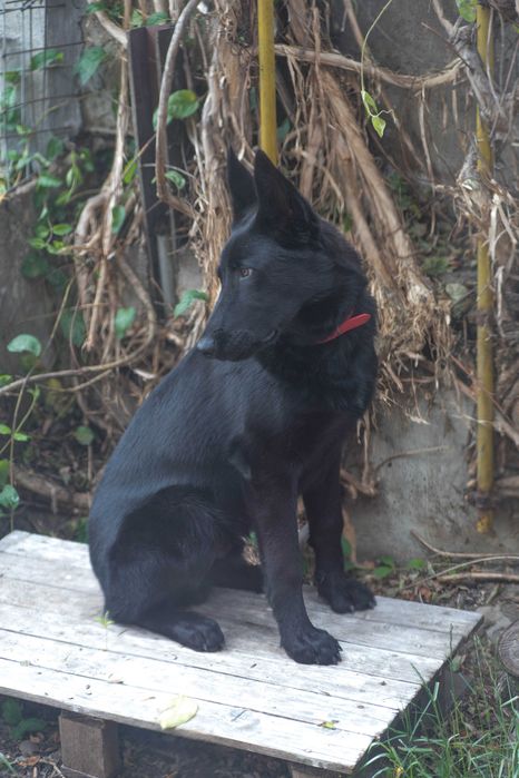 CAZARE caine,pensiune PET HOTEL,PET SITTER bona animale