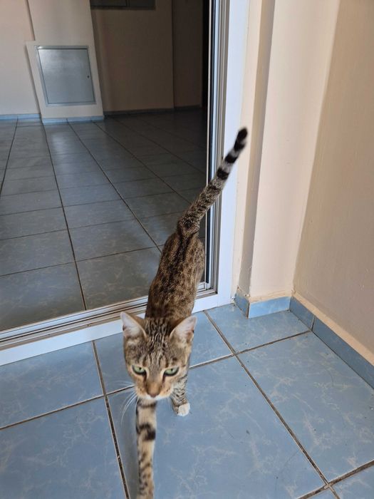Котенок подросток в добрые руки