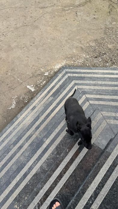 Лабрабор щенок 3 месяца