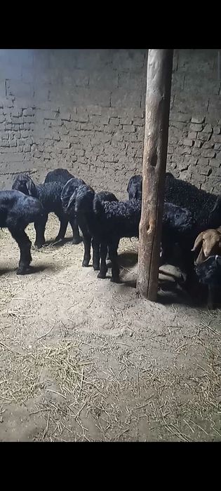 Козылар сатылады козы