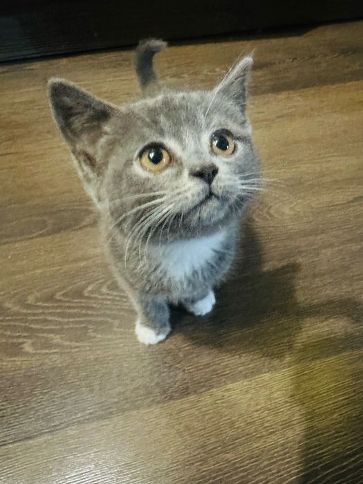 Британская кошечка