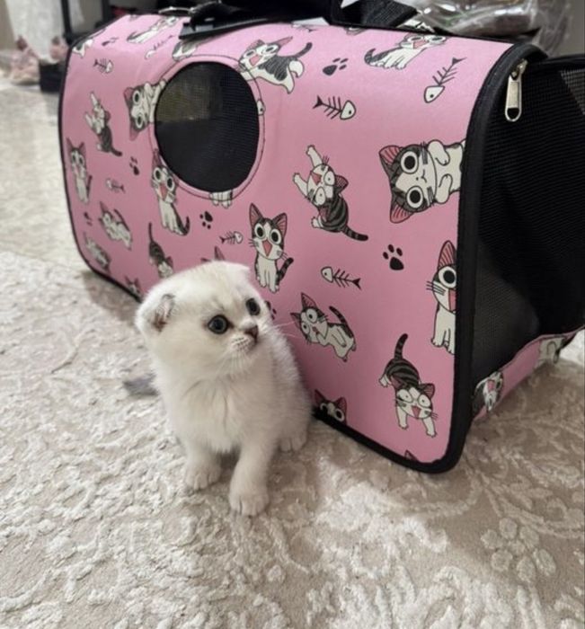 Шиншилла котята