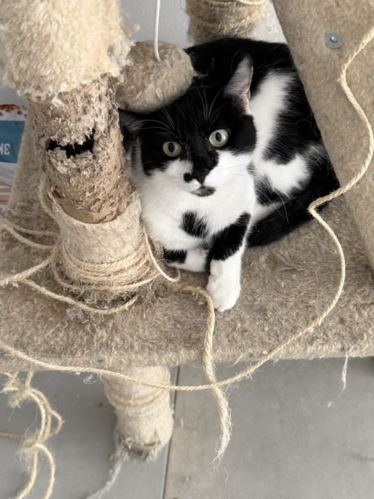 Ofer spre adoptie trei pisici