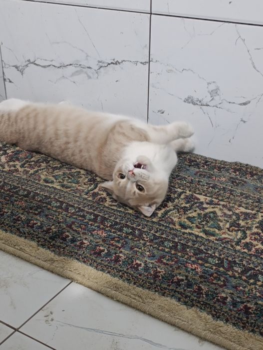 Scottish Fold mushuk sotiladi