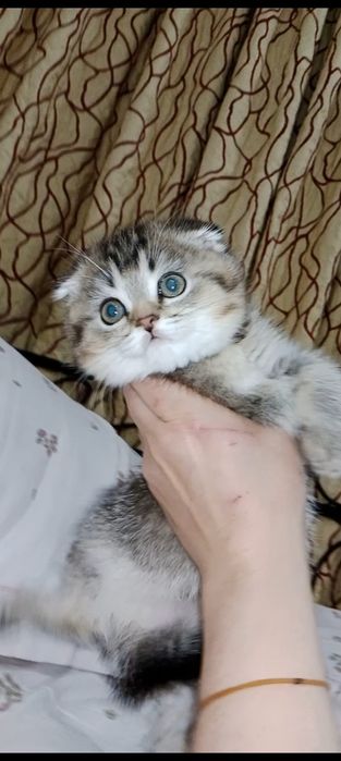 Сладусечка девочка Скоттиш Фолд тикированное золото Шиншила