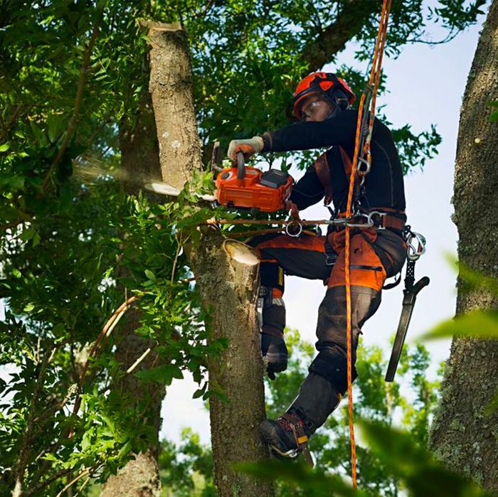Спил деревьев, обрезка веток.