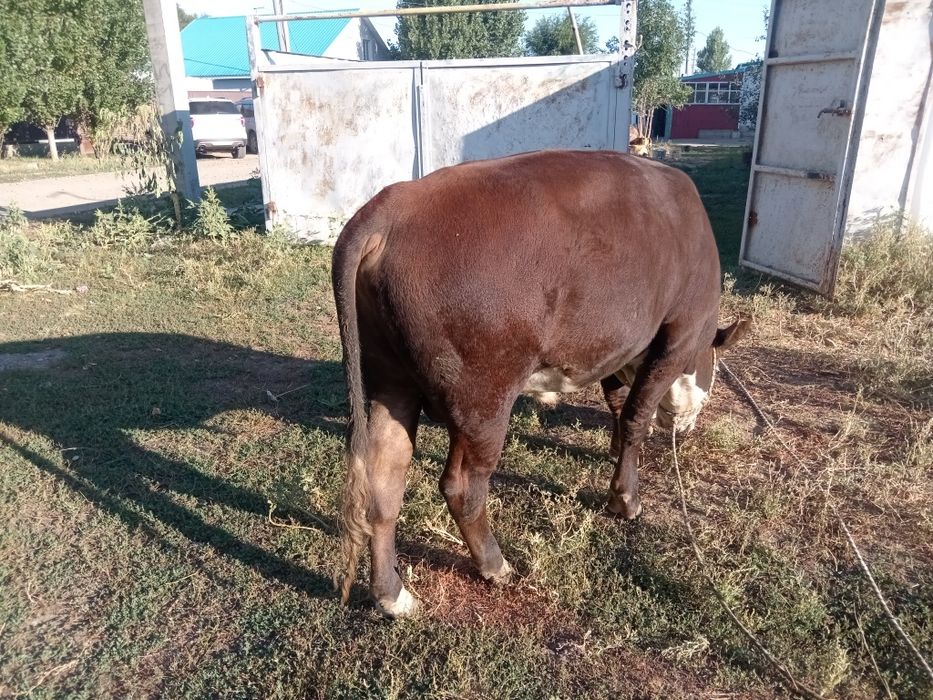 Продам быка полтарашка