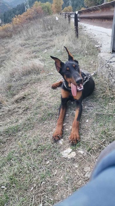 Доберман-мъжки..