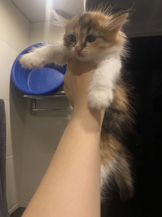 Отдам котят в добрые руки