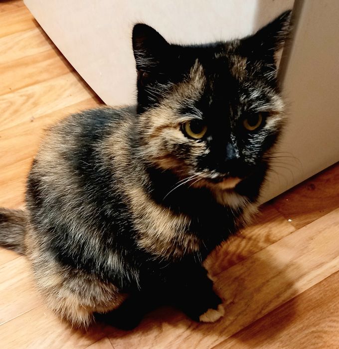 Кошечка для Души .Стерелизована