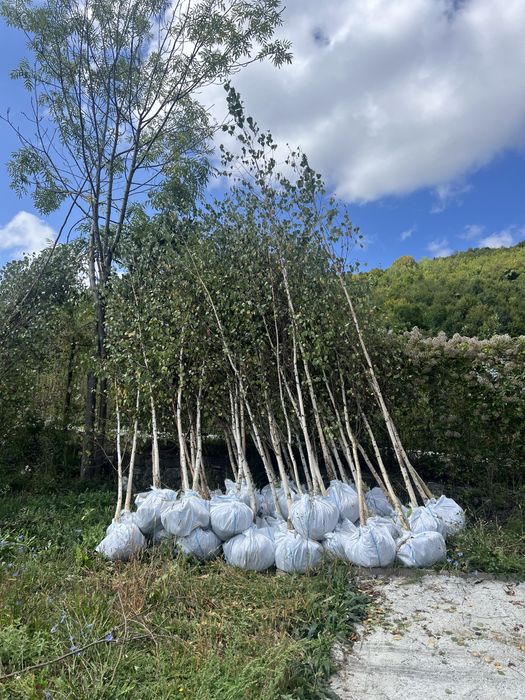 Mesteacan alb multitulpinar 3m - 7m livram oriunde in tara