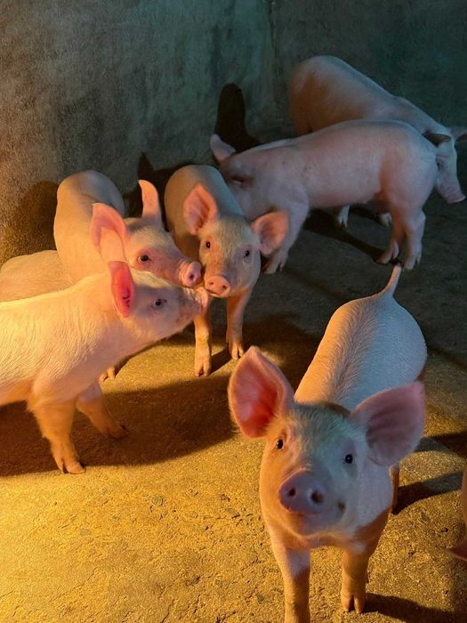 Малки прасета за угоявка 5евро