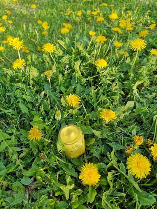 Crema, unguent păpădie