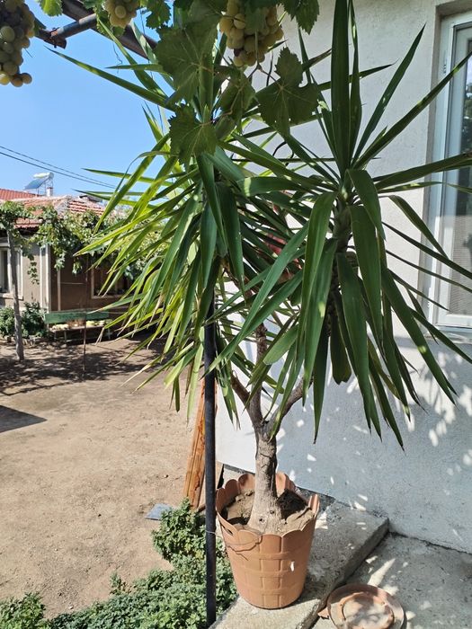 Палма, цвете, Юка