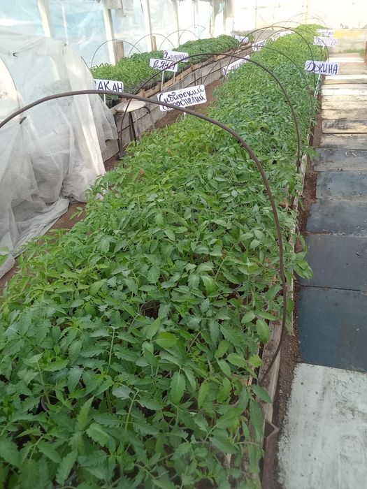 Рассада томата (помидор).