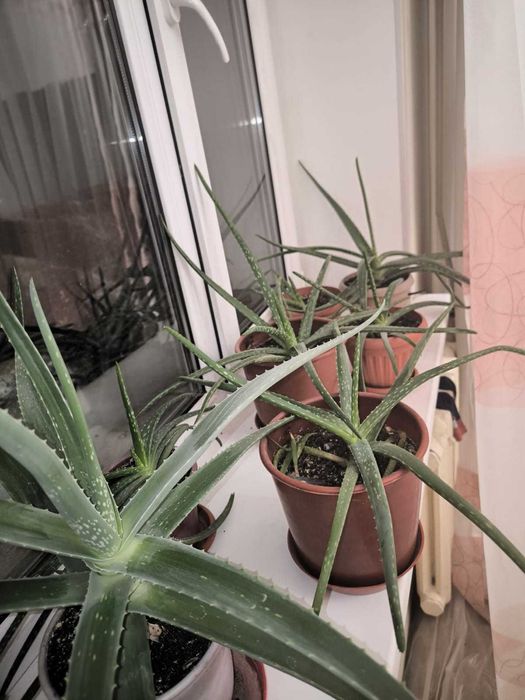 Комнатные цветыюююю