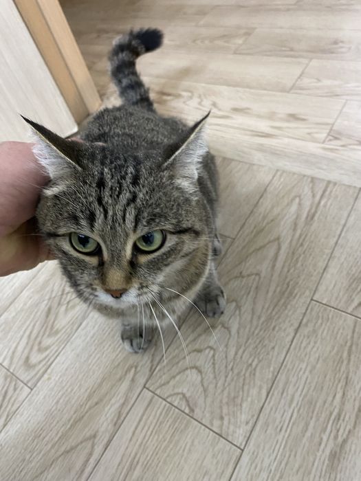 Отдам кошку в добрые руки