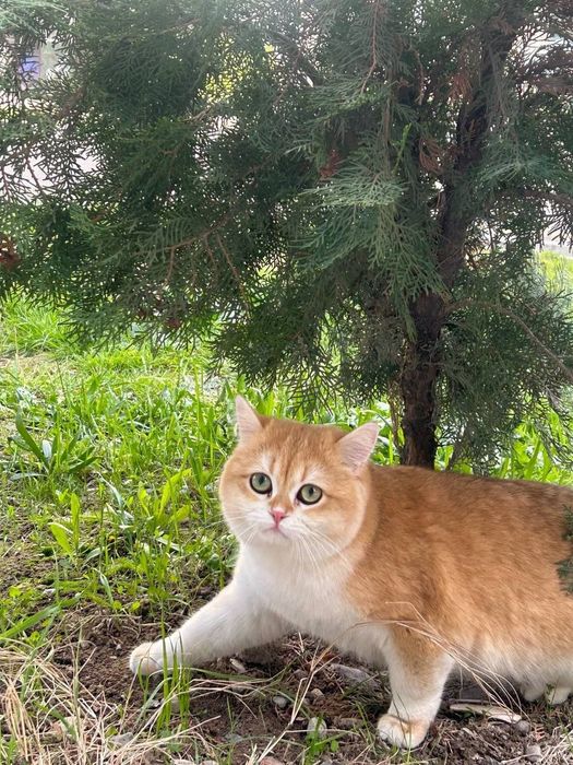 Золотая шиншила ny 12 (вязка)