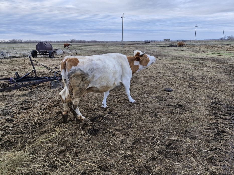 Продам корову на мясо