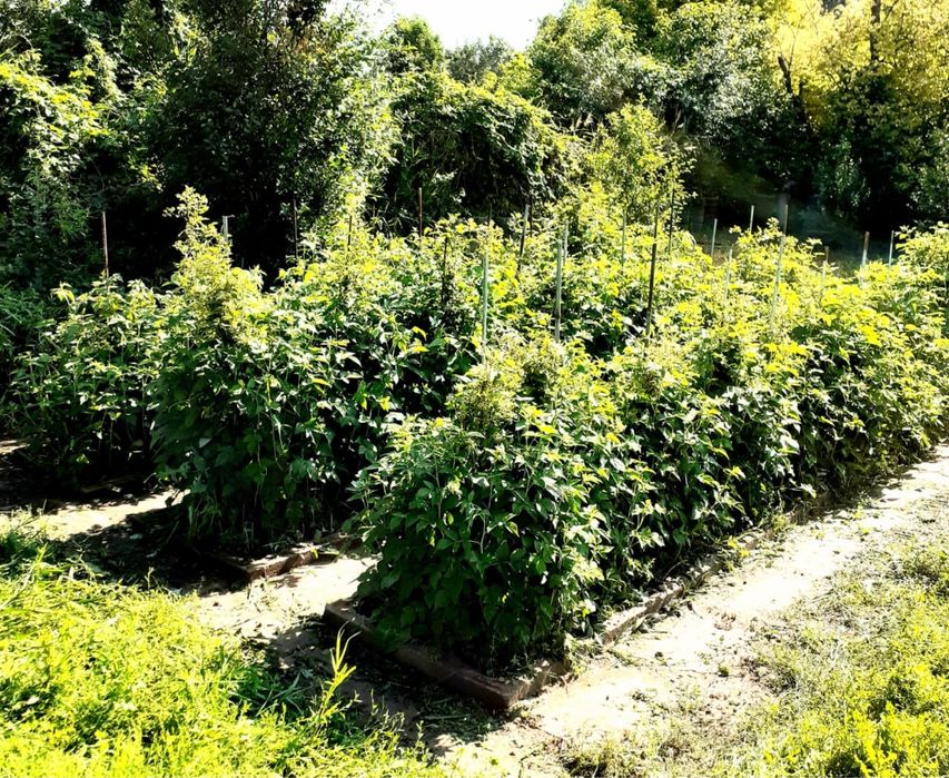 Дача продается/ Саяжай сатылады