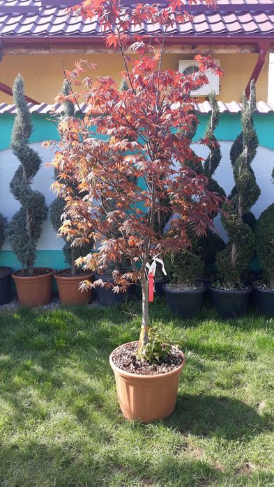 Artar japonez frunzis spectaculos livrare rapida in toata tara