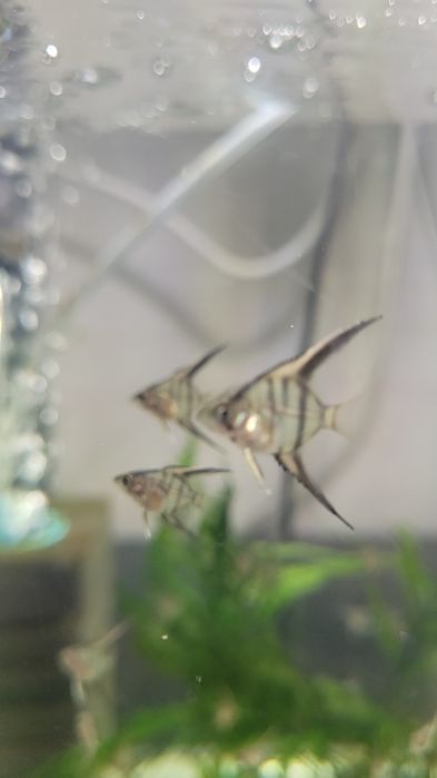 Rio Nanay Angelfish малки