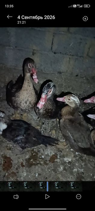 Индоутки продам срочно